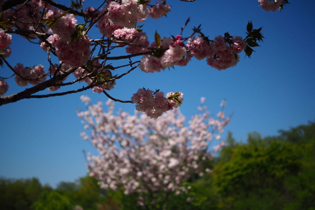 桜だった
