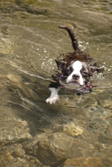 愛犬 その2