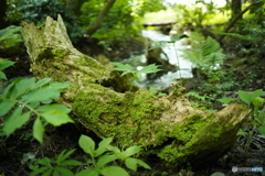 天然記念物　杉の澤ズギ　②