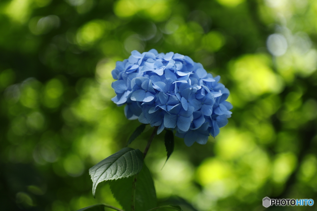 2018 紫陽花 (あじさい)　①