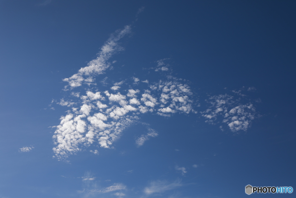 空飛ぶ? イルカ?