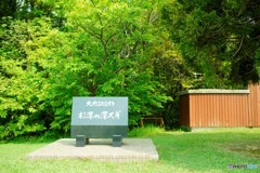 天然記念物　杉の澤ズギ　①