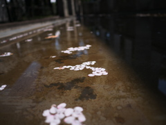 桜の想い出