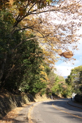 きぬかけの路