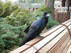 人馴れした烏