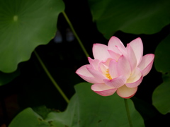 蓮(2)