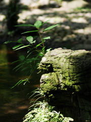 岩