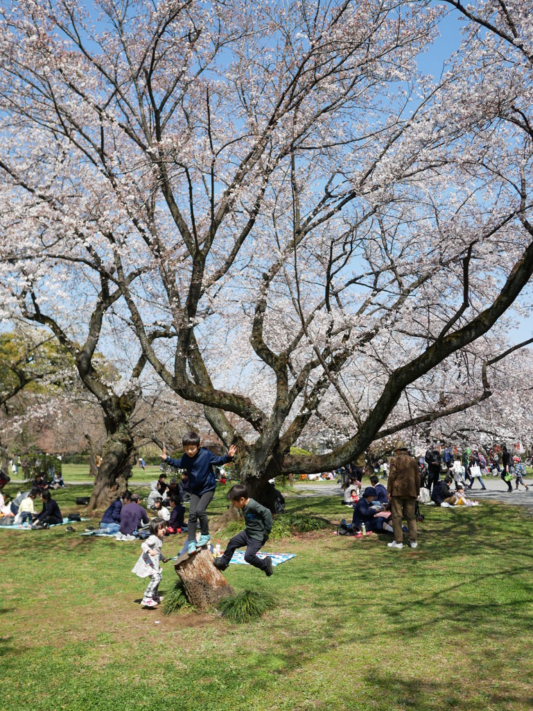 お花見は退屈？