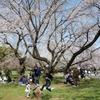 お花見は退屈？