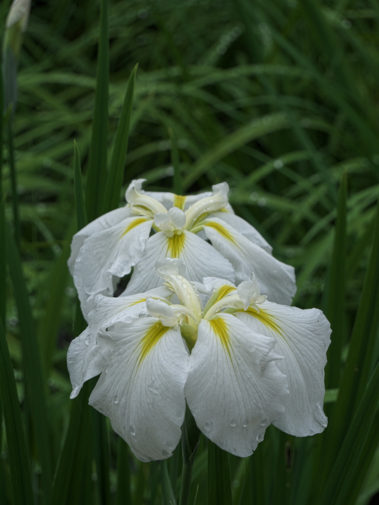 花菖蒲（１）