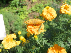 なぜか人気の花