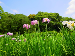 花菖蒲(2)