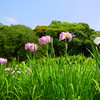 花菖蒲(2)