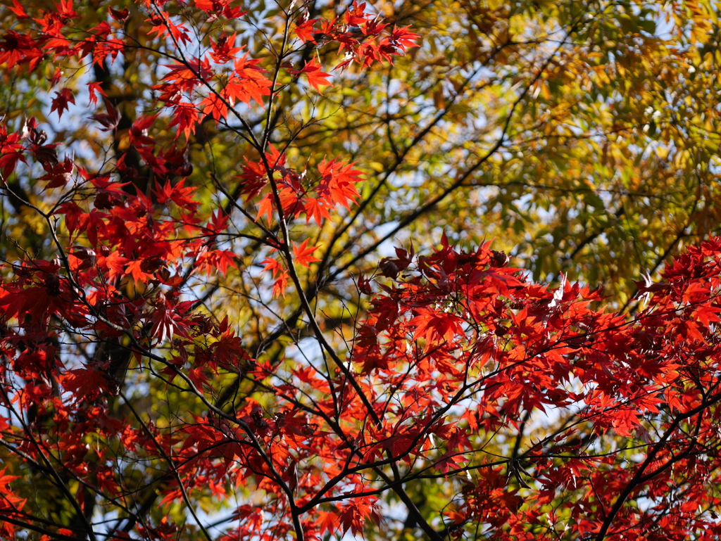 小石川後楽園　紅葉