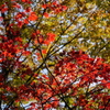 小石川後楽園　紅葉