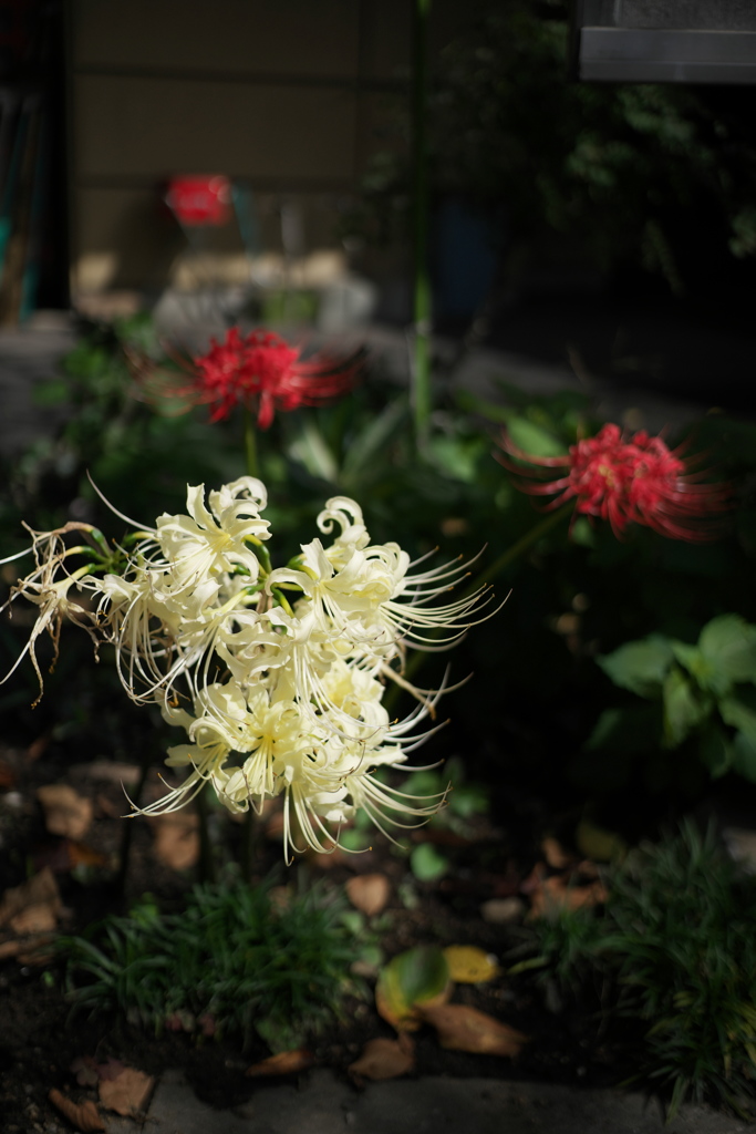 路傍の花