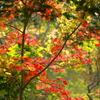 紅葉の始まり