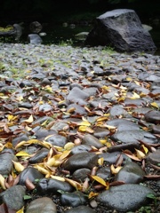 水辺の落葉