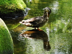 ナルシスト