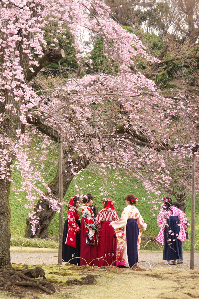 枝垂桜