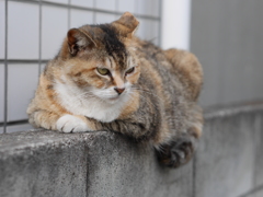 近所の野良猫