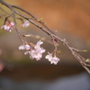 梅　咲き始め