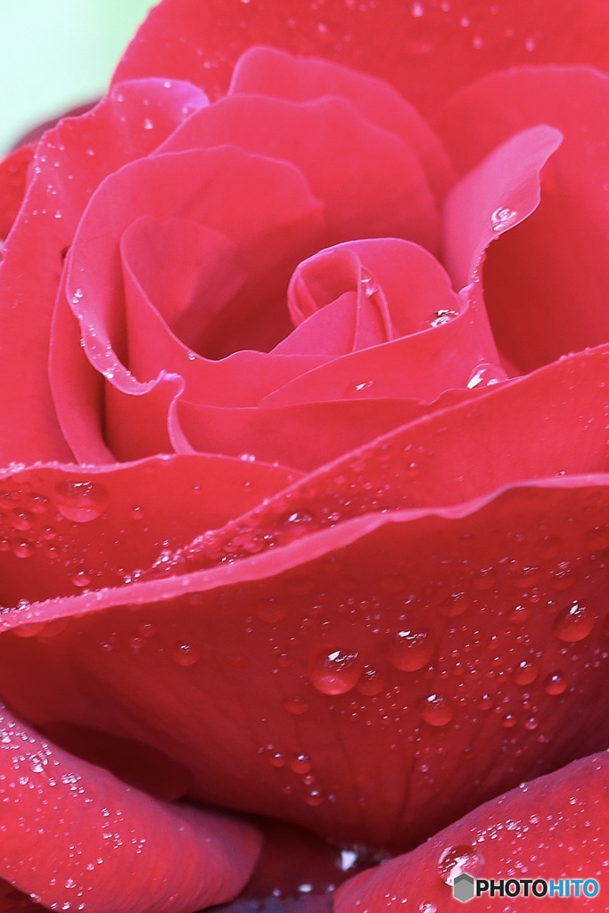 春時雨の輝き