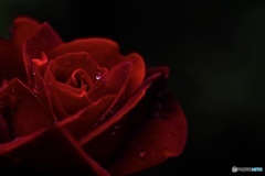黒薔薇