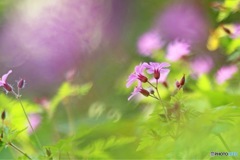 妖精の森