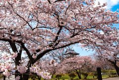 松前城桜