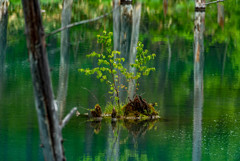 青い池