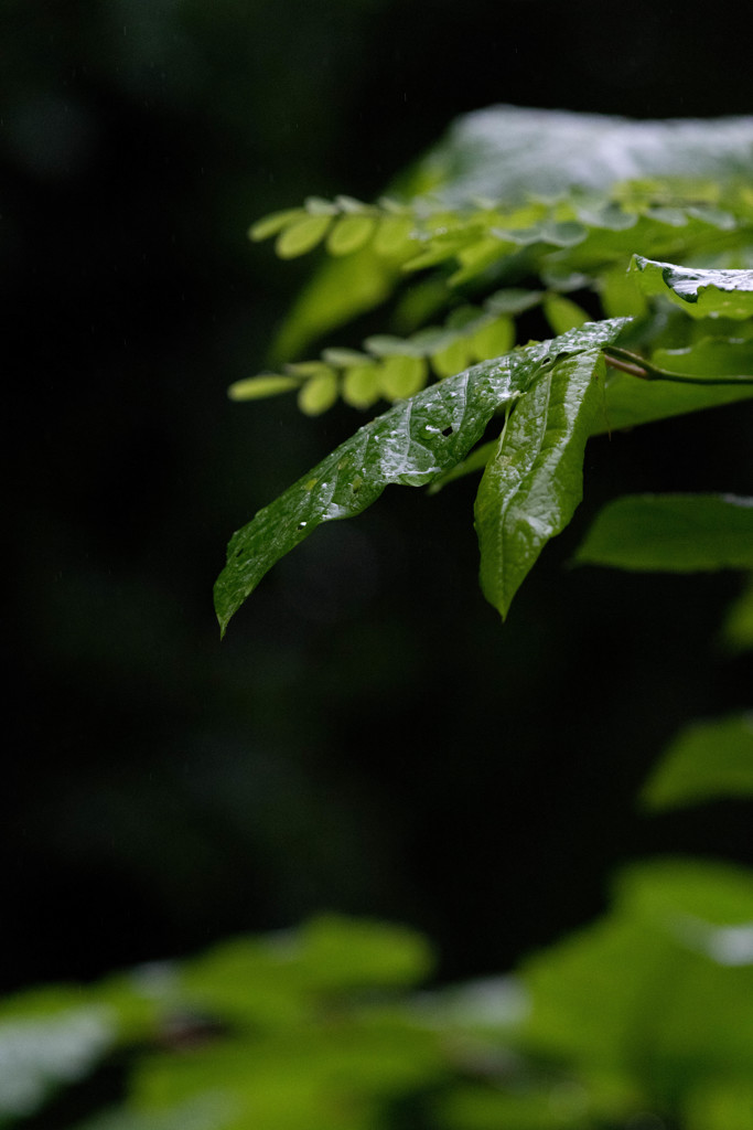 緑雨