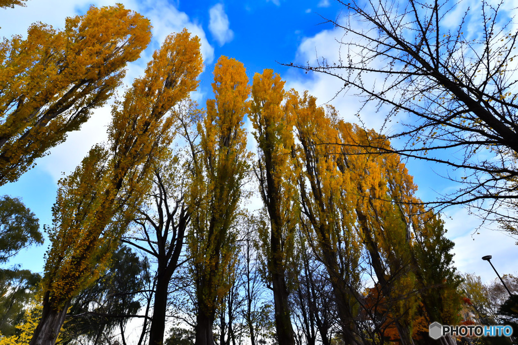 伏古公園