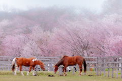 優駿桜ロード