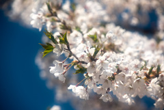 古平桜