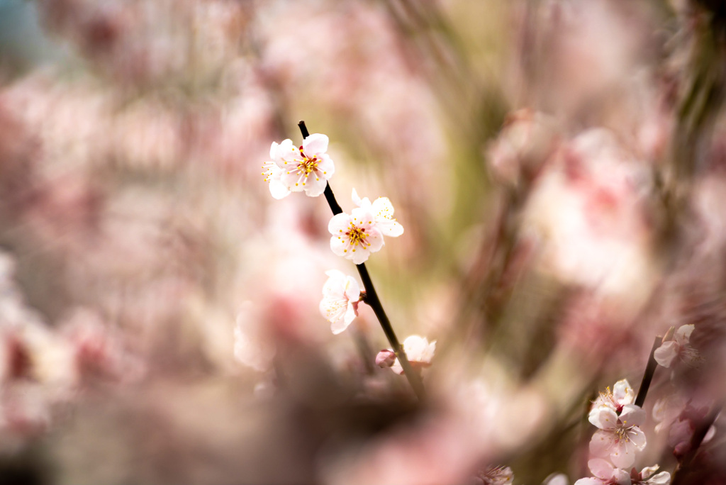 松前城桜