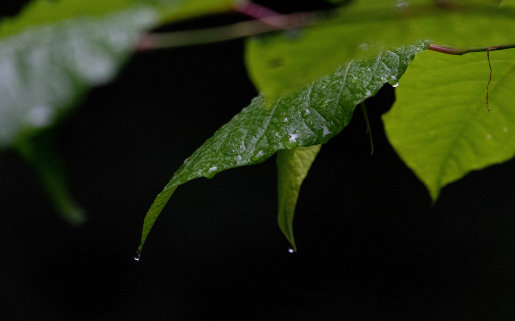 緑雨