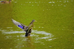 月寒公園