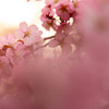 桜の杜