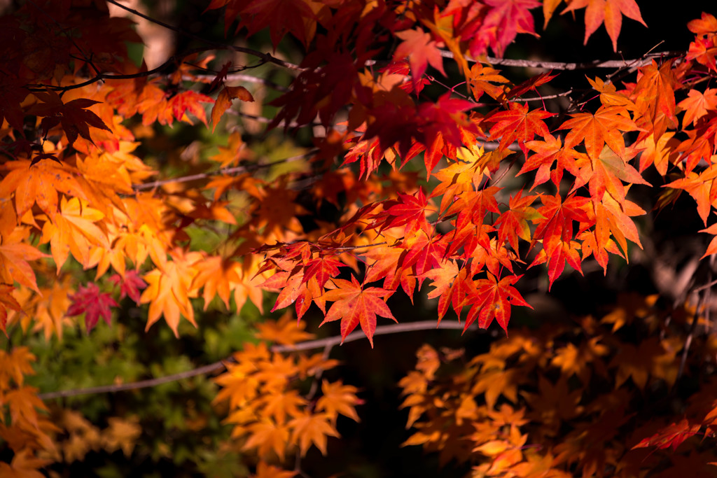 恵庭紅葉