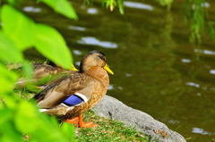 月寒公園