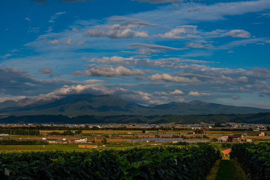 富良野