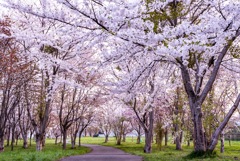 桜の杜