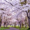 桜の杜