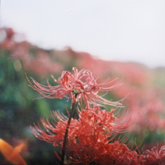 曼殊沙華