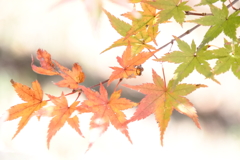 もみじ
