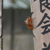 迎え盆