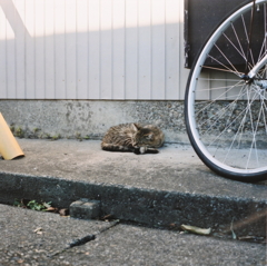 ねこ