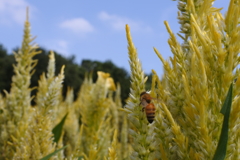 ケイトウと蜜蜂