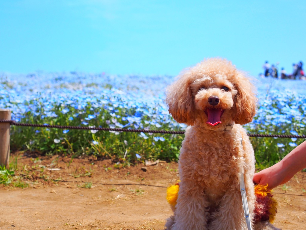 ネモフィラと愛犬